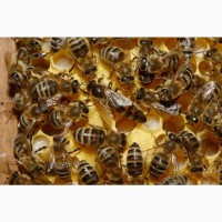 Продам неплодных пчеломаток