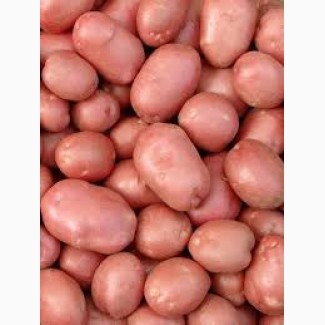 Продам насіння картоплі червоного сорта Беллароза Белла Роса оптом