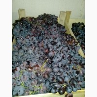 Продам виноград