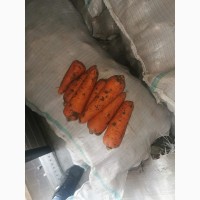 Продам морковь (абако)