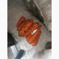Продам морковь (абако)