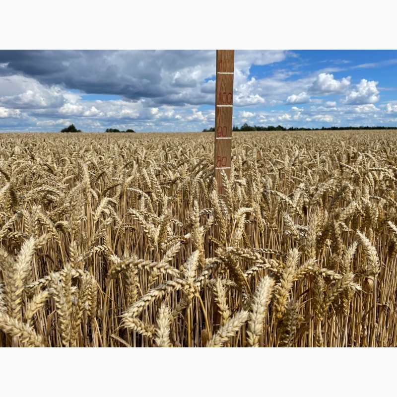 Фото 2. Пшениця м#039;яка озима Легенда білоцерківська, еліта