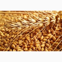 Переробка пшениці