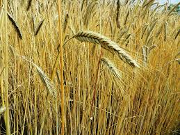 Фото 11. Купим пшеницу 2-4 класса. По всей Украине