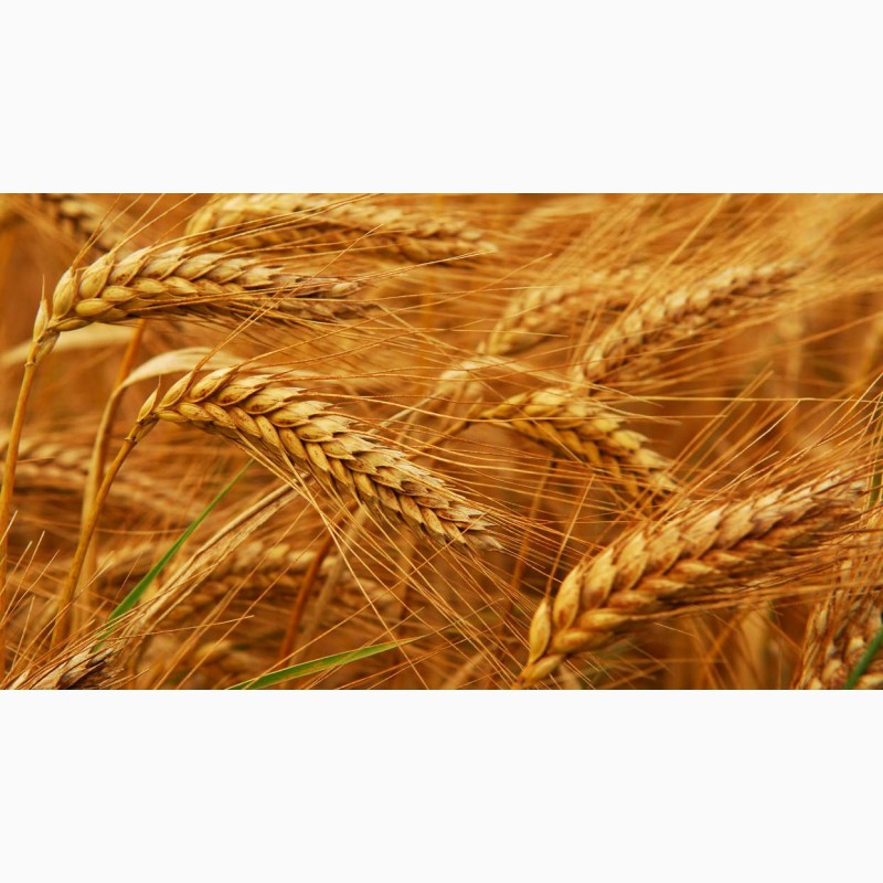Фото 6. Купим пшеницу 2-4 класса. По всей Украине
