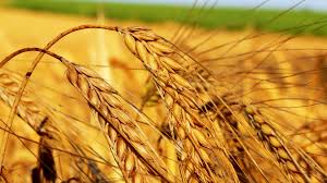 Фото 9. Купим пшеницу 2-4 класса. По всей Украине