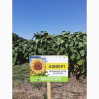 Продам насіння соняшника АЗИМУТ під Гранстар