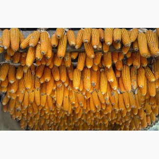 Продам кукурудзу 1200 тонн, Чернігівська обл, Лосинівка