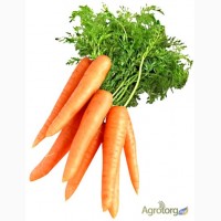 Закупаем морковь