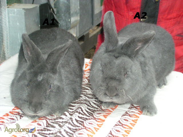Фото 3. Продам кроликов породы Венский Голубой