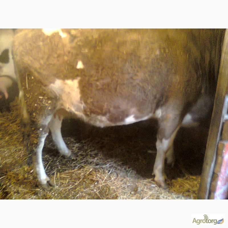 Фото 7. Продам тільну телицю(молоду корову)