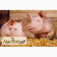 Гровер БМВД 15% для свиней (20-50 кг) СТАНДАРТ линия Фидлайн