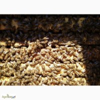 Пчелопакеты Карпатской породы почтой