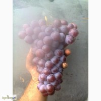 Продам виноград изабельных и гибридных сортов