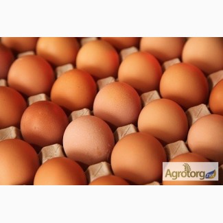 Продам яйцо куриное коричневое С-0 от производителя ПП СВТФ ІЗА