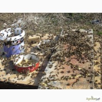 Весення подкормка пчел после облета