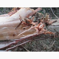 Можжевельник кора 2017 эко натур Juniperus communis