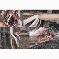 Можжевельник кора 2017 эко натур Juniperus communis