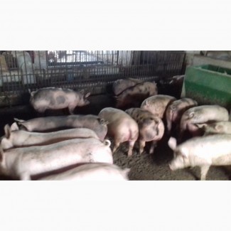 Продаю відбірні свині живою вагою