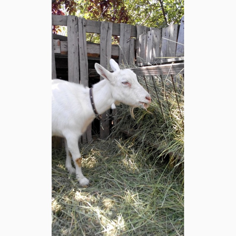 Фото 2. Продам дойную козу зааненской породы
