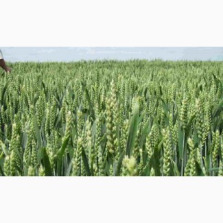Високоврожайне насіння озимої пшениці австрійської селекції
