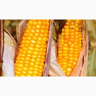 Семена кукурузы ВНИС Гран 310