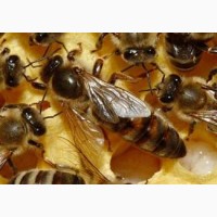 Бджоли Пчолопакети