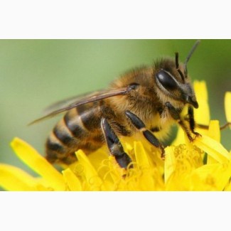 Бджолосім#039;ї та бджолопакети української степової породи