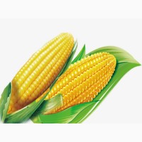 Крупным оптом закупаем кукурузу