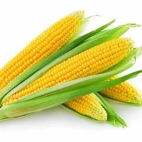 Крупным оптом закупаем кукурузу