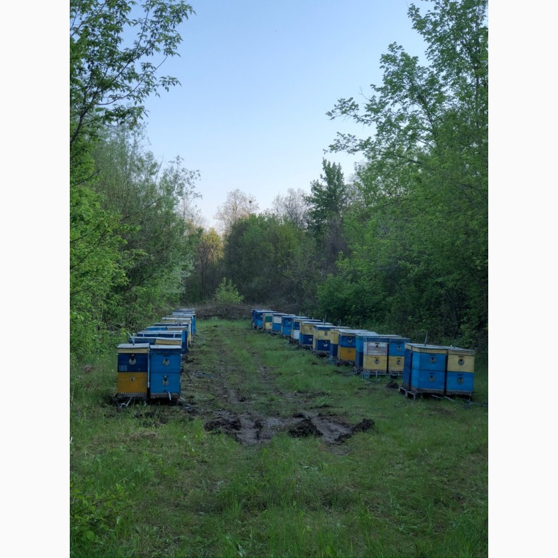 Фото 2. Пчелопакеты 2021 Бджолопакети