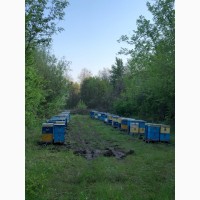 Пчелопакеты 2021 Бджолопакети