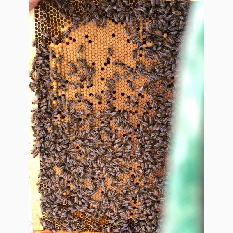 Фото 3. Пчелопакеты 2021 Бджолопакети