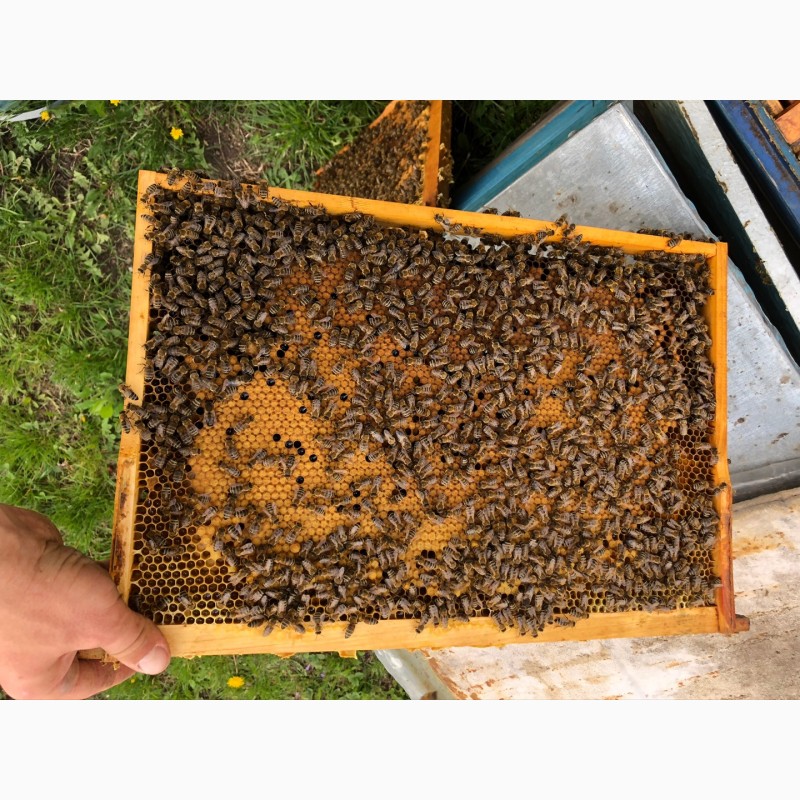 Фото 4. Пчелопакеты 2021 Бджолопакети