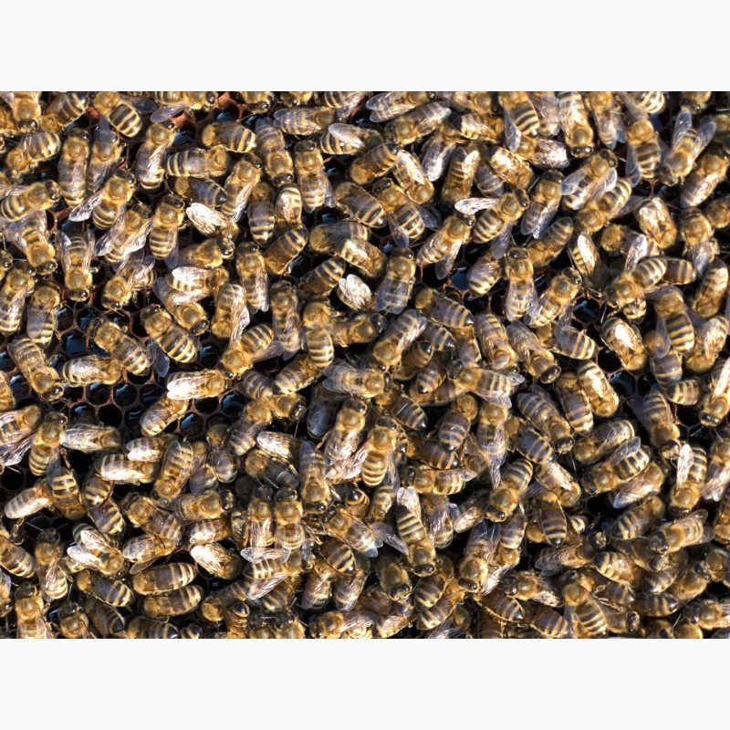 Фото 5. Пчелопакеты 2021 Бджолопакети