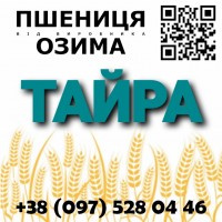 Семена озимой пшеницы Сорт Тайра элита от производителя в Харьковской области, Агротрейд