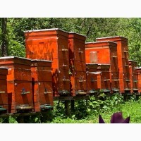 Продам бджолопакети Карніка