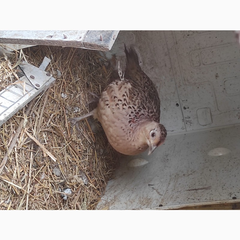 Фото 2. Продам інкубаційні яйця фазана мисливського