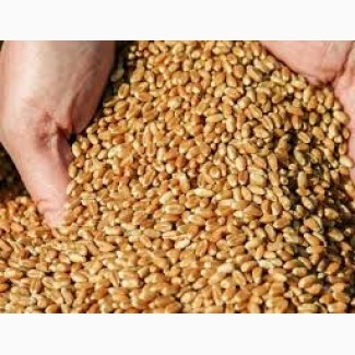 Продаємо пшеницю на експортний ринок