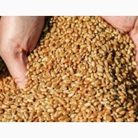 Продаємо пшеницю на експортний ринок