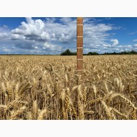 Пшениця м#039;яка озима Лірика білоцерківська, супер еліта
