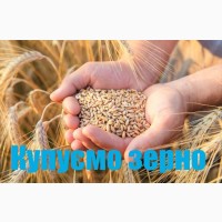 Шевченківський елеваторно млинний комплекс закуповує пшеницю
