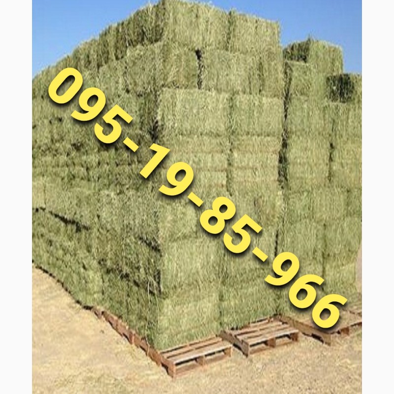 Фото 3. Зеленое луговое сено, люцерна в тюках, солома. Качество. Доставка по Украине
