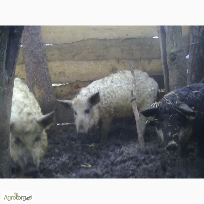 Фото 3. Поросят венгерская монгалица подрощенных, свиинки мангалиця, поросят мангал