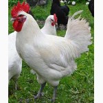 Подрощеные цыплята Геркулес вес 800 гр. Возраст 1.5 мес