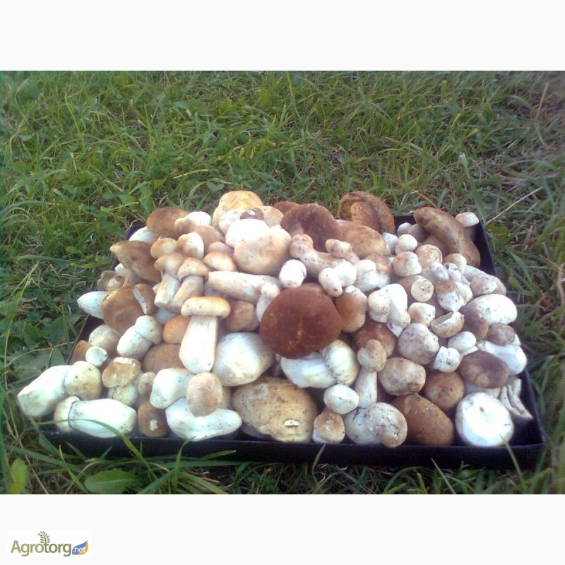 Фото 4. Білі гриби, свіжі білі гриби 130 грн за кг