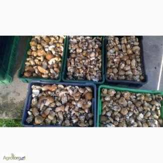 Білі гриби, свіжі білі гриби 130 грн за кг