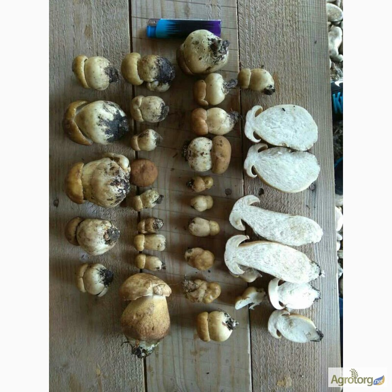 Фото 3. Білі гриби, свіжі білі гриби 130 грн за кг