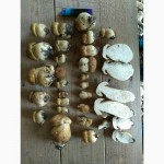 Білі гриби, свіжі білі гриби 130 грн за кг