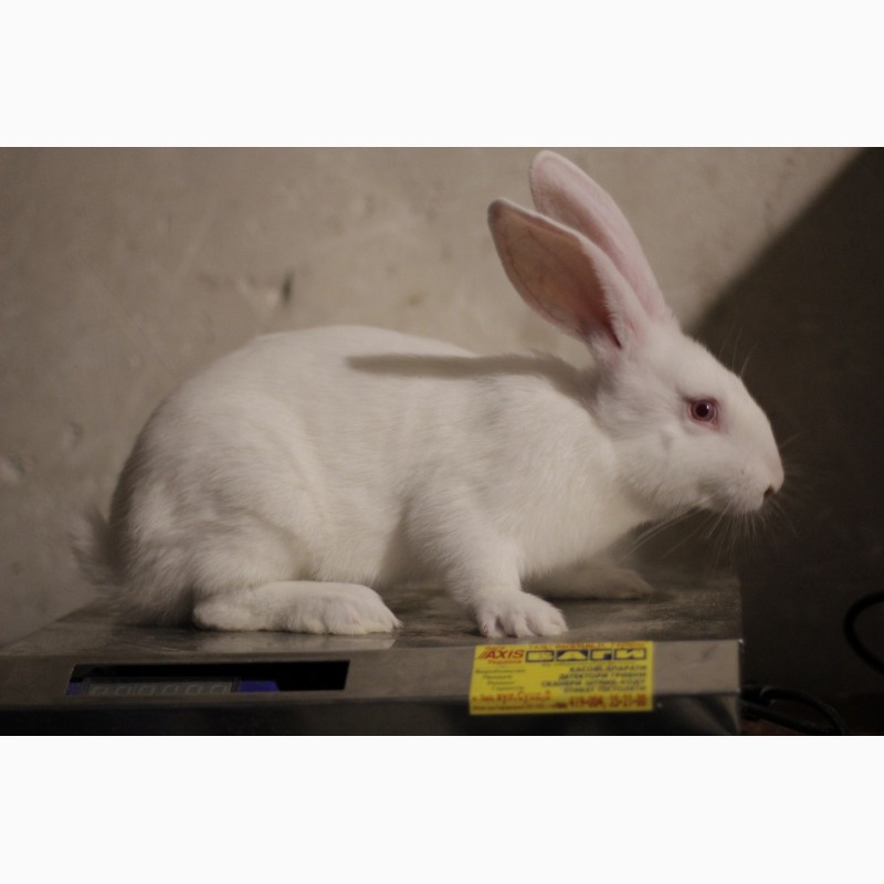 Фото 3. Термонська біла кролики термонці кролі